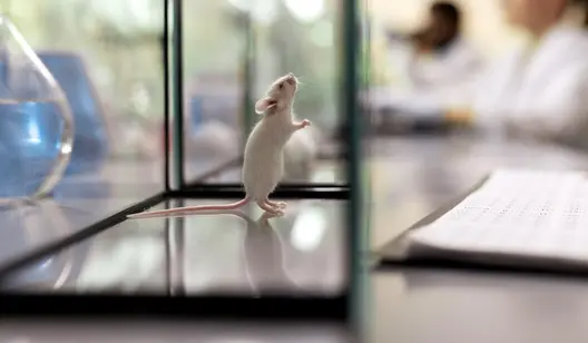 Disinfection solutions for animal research facilities