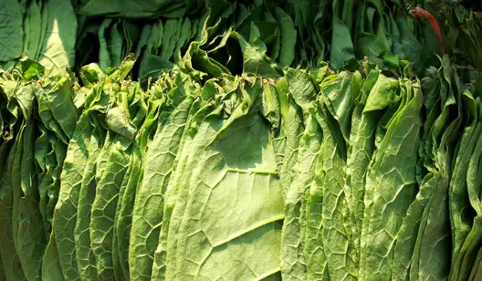 Contrôle de l'hygrométrie et séchage pour le stockage du tabac brut