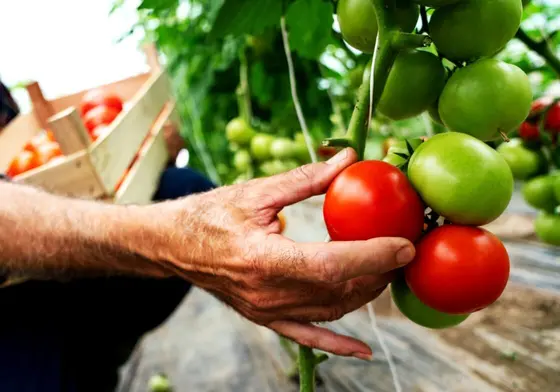 Maximiser les rendements des cultures d'intérieur grâce à un contrôle efficace de l'humidité