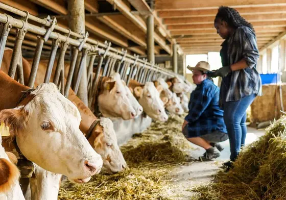 Optimiser les atmosphères intérieures pour la santé du troupeau et le confort du bétail