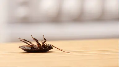 Image du guide d’application de lutte contre les nuisibles