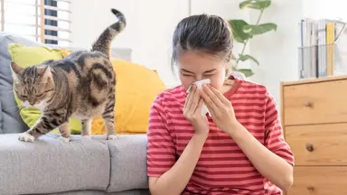 Heylo Insights Content allergies