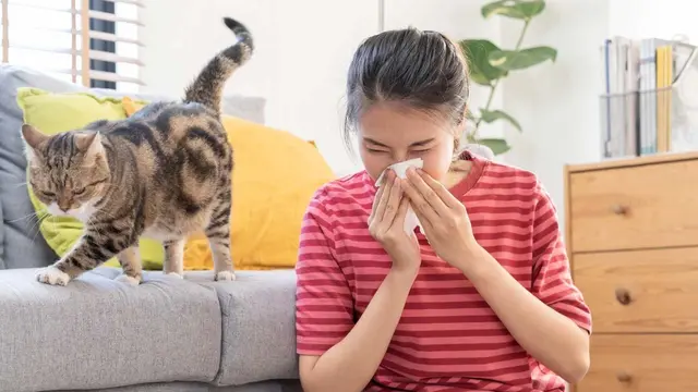 Heylo Insights Content allergies