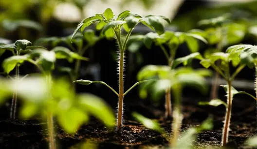 Solutions de chauffage et de climatisation pour l'agriculture par le groupe Dantherm