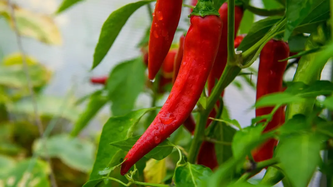 Contrôle de l'humidité et séchage pour les serres et l'horticulture