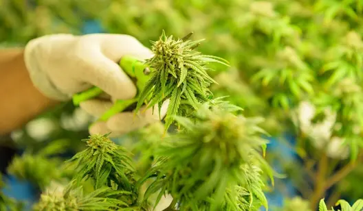 Contrôle de l'humidité et séchage pour l'agriculture verticale et d'intérieur