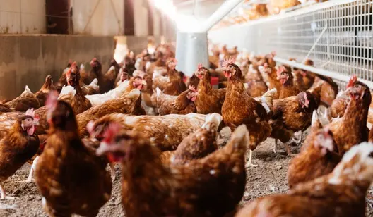 Contrôle de l'humidité et séchage pour l'élevage de volailles