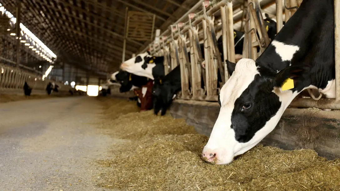 Contrôle de l'humidité et séchage pour les bâtiments d'élevage