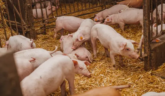 Contrôle de l'humidité et séchage pour l'élevage de porcs