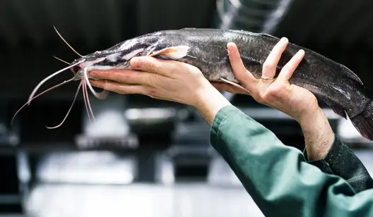 Contrôle de l'humidité et séchage pour la pisciculture et l'aquaculture