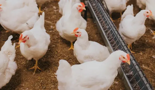 Chauffage pour l'aviculture et les poulaillers