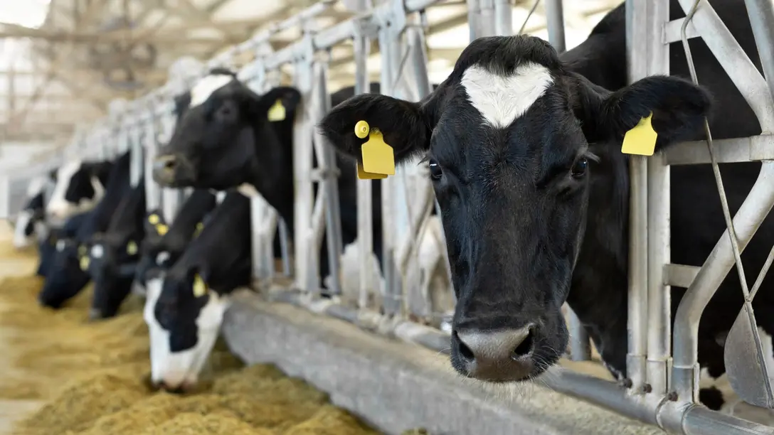 Chauffage des bâtiments d'élevage