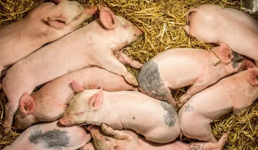 Chauffage pour l'élevage de porcs