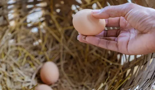 Solutions de refroidissement pour l'élevage de volailles