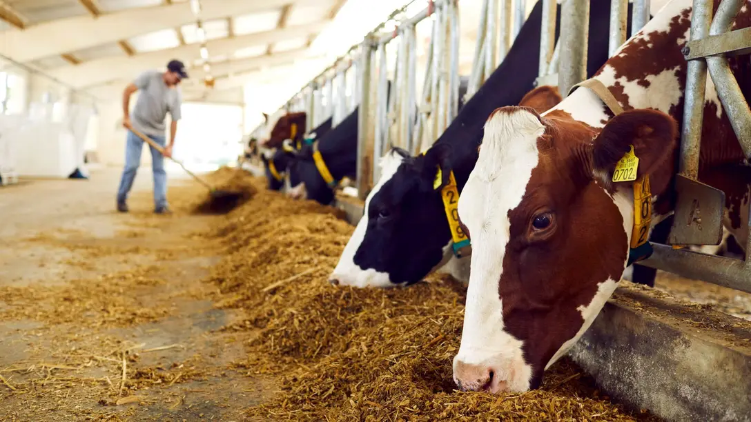 Solutions de refroidissement pour les bâtiments d'élevage