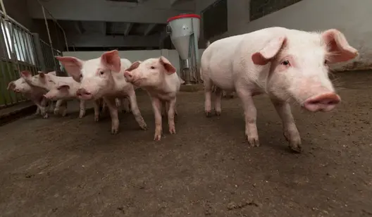 Solutions de refroidissement pour l'élevage de porcs