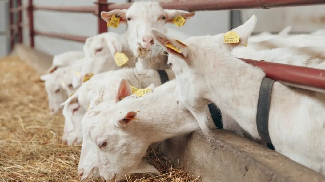 Solutions de refroidissement pour les étables et les écuries