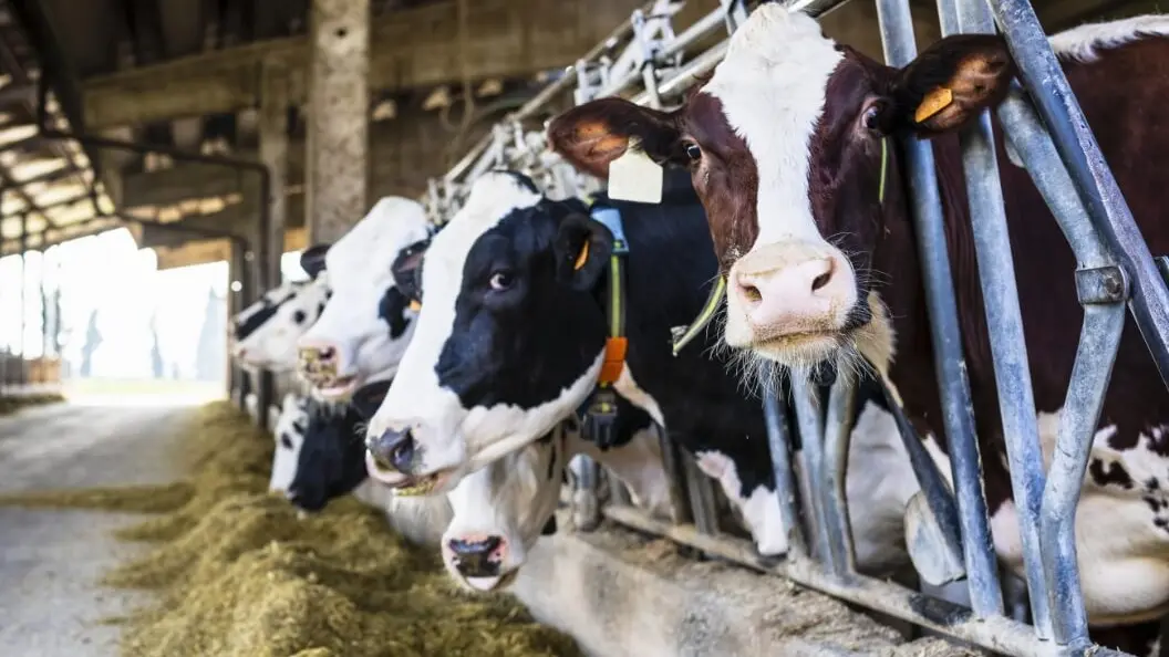 Ventilation des bâtiments d'élevage