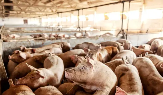 Ventilation pour l'élevage de porcs