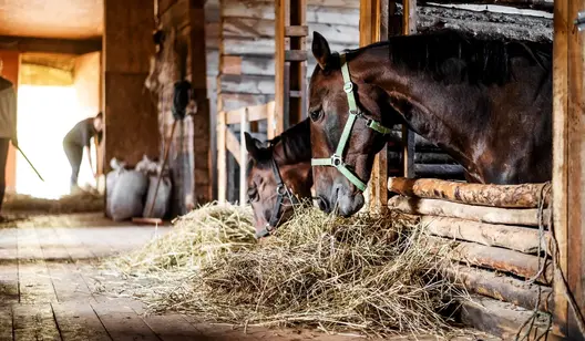 Ventilation des granges et des étables