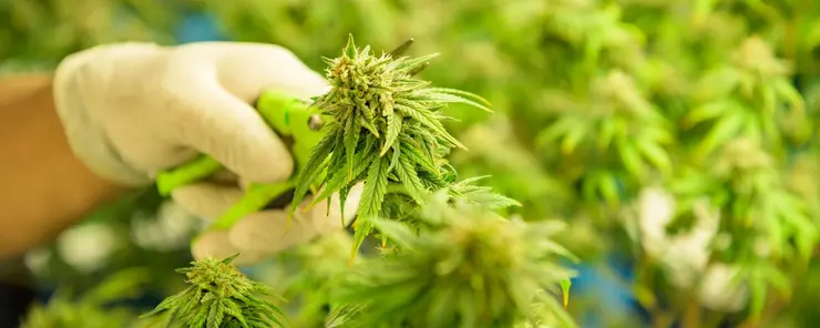 Contrôle de l'humidité et séchage pour la production de cannabis