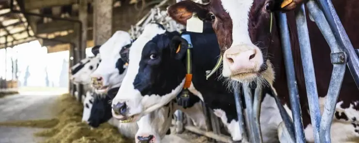 Ventilation des bâtiments d'élevage