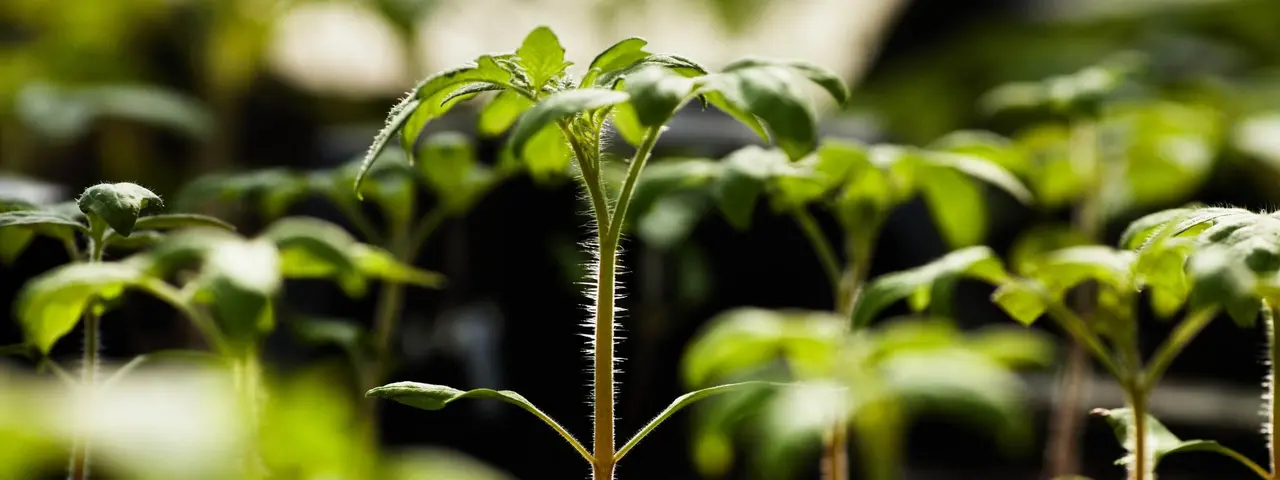 Solutions de chauffage pour l'agriculture par le groupe Dantherm