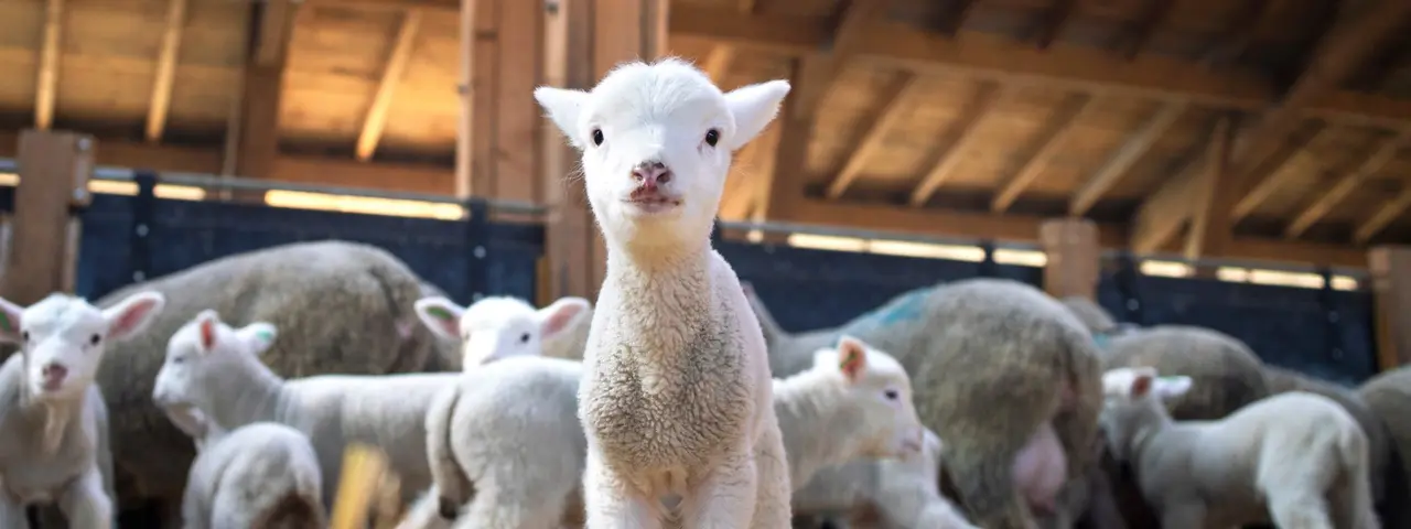 Solutions de refroidissement pour l'agriculture par le groupe Dantherm